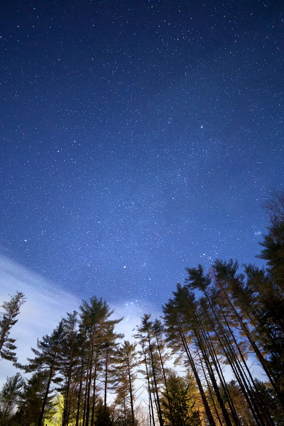 Low Angle Photo of Green Leaf Tall Trees Under Night Time, forest HD wallpaper
