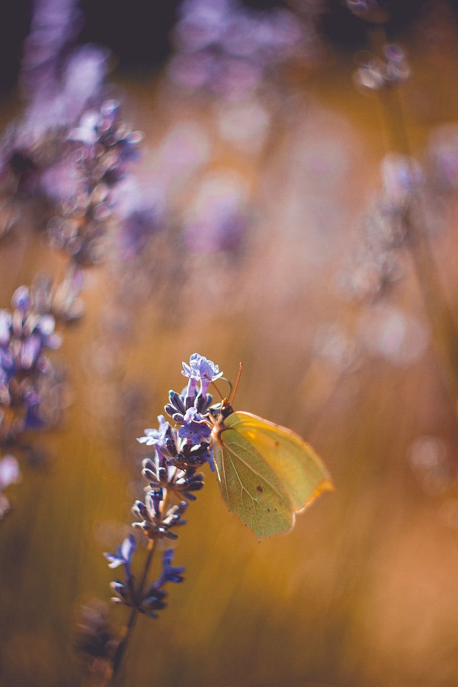 depth of field photography of brown butterfly birching on purple petaled flower, closeup photography of green butterfly on lavender flower HD wallpaper