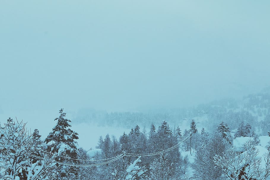 winter, snow, cold, blizzard, foggy, trees, forest, woods, nature HD wallpaper