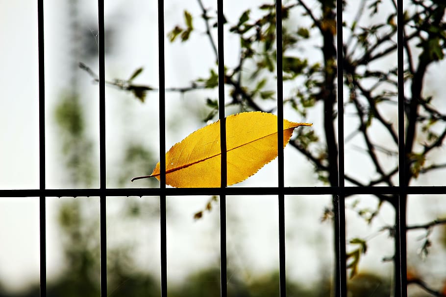 leaf, fence, grid, autumn, colorful leaf, metal, iron, gate HD wallpaper