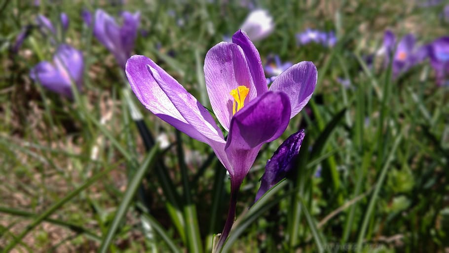 Crocus, Violet, crocus violet, spring crocus, blossom, bloom HD wallpaper