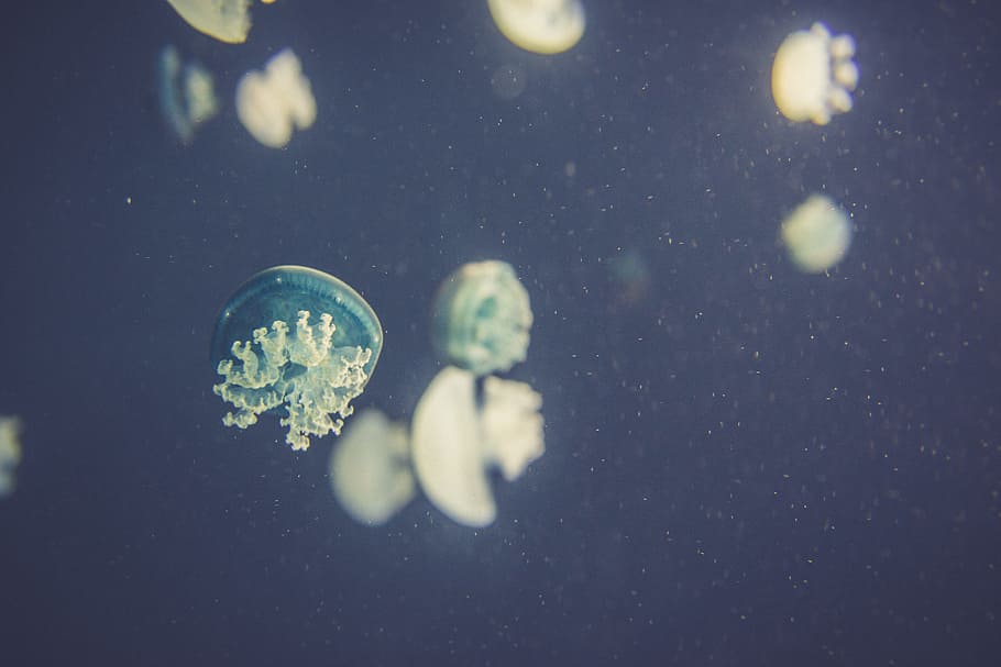 underwater photography of jelly fish, Swim, jellyfish, blue HD wallpaper