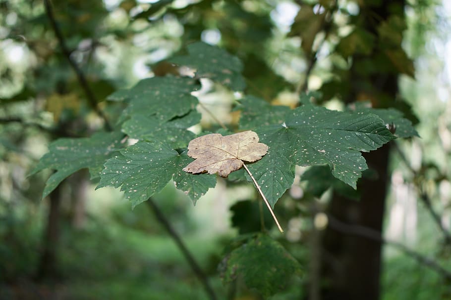 leaves, autumn, forest, leaf, plant part, growth, green color HD wallpaper