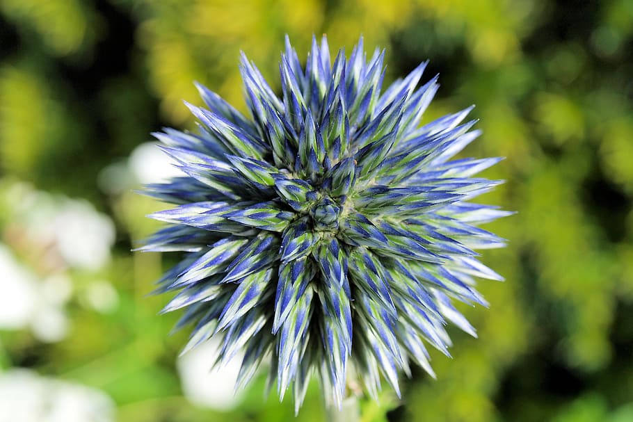 globe thistle, echinops, bud, flower, blue, close, flowering plant HD wallpaper