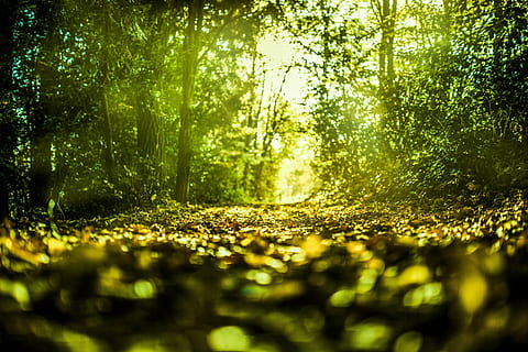 low angle photography of green forest during daytime, nature HD wallpaper