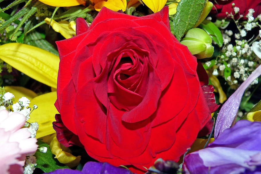 rose, flower, red roses, flowering plant, petal, beauty in nature HD wallpaper