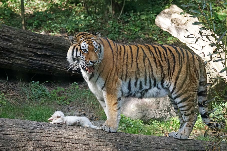 tiger, amurtiger, predator, cat, carnivores, siberian, dangerous HD wallpaper