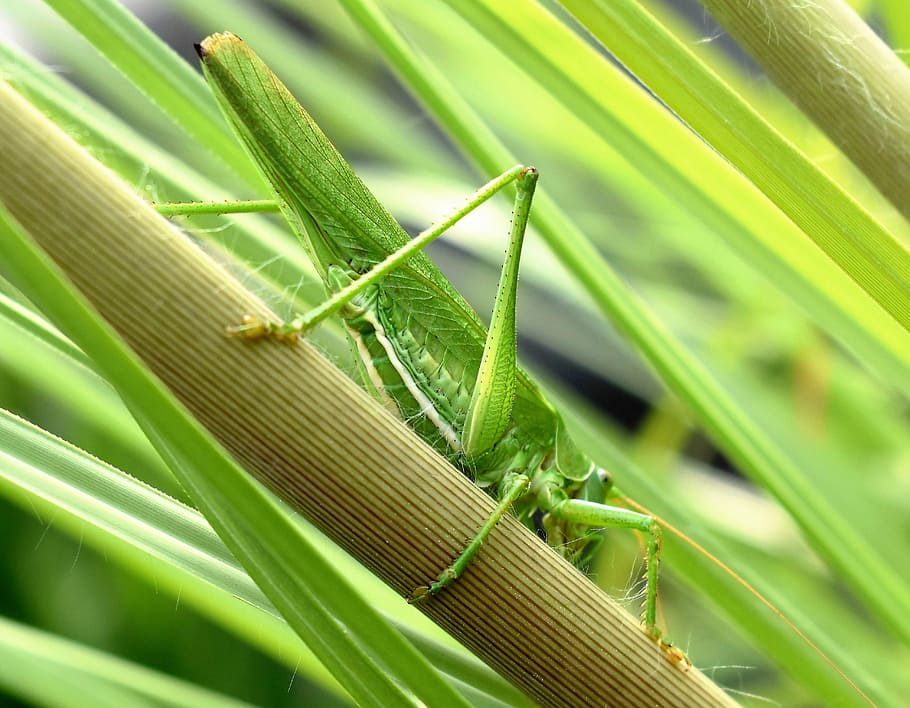 grasshopper, animal, insect, close, nature, plant, green, leaf HD wallpaper