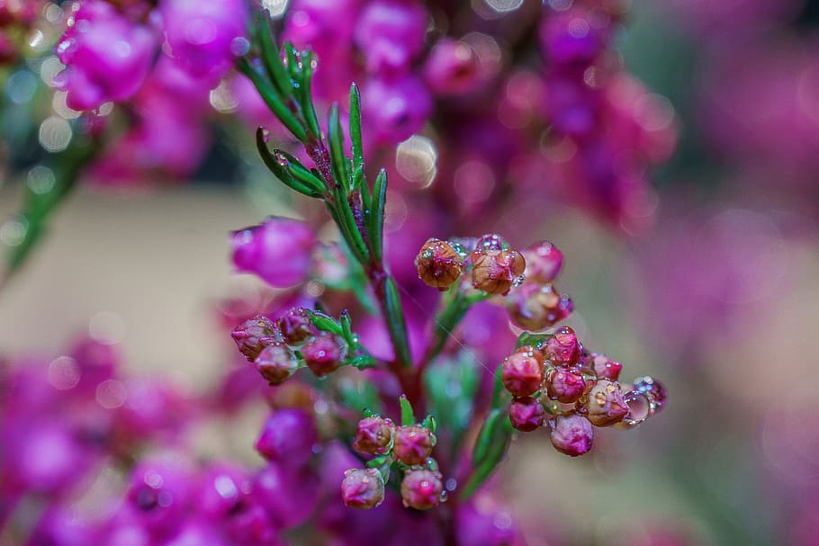 heather, erika, macro, plant, violet, heide, flowers, purple HD wallpaper