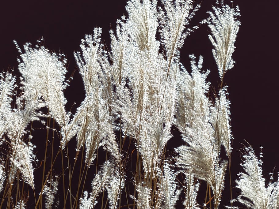 miscanthus, miscanthus sinensis, back light, licorice, poaceae HD wallpaper