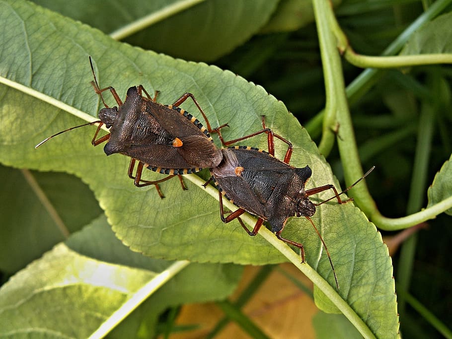 Mating, Bugs, Peach, Leaves, Macro, mating bugs, peach leaves HD wallpaper