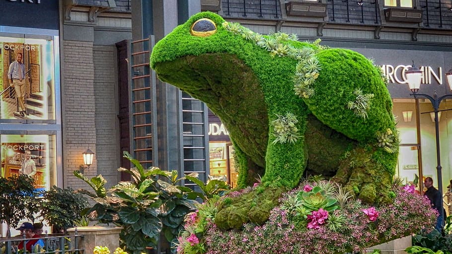 frog, plant, green, spring, animal, built structure, architecture HD wallpaper