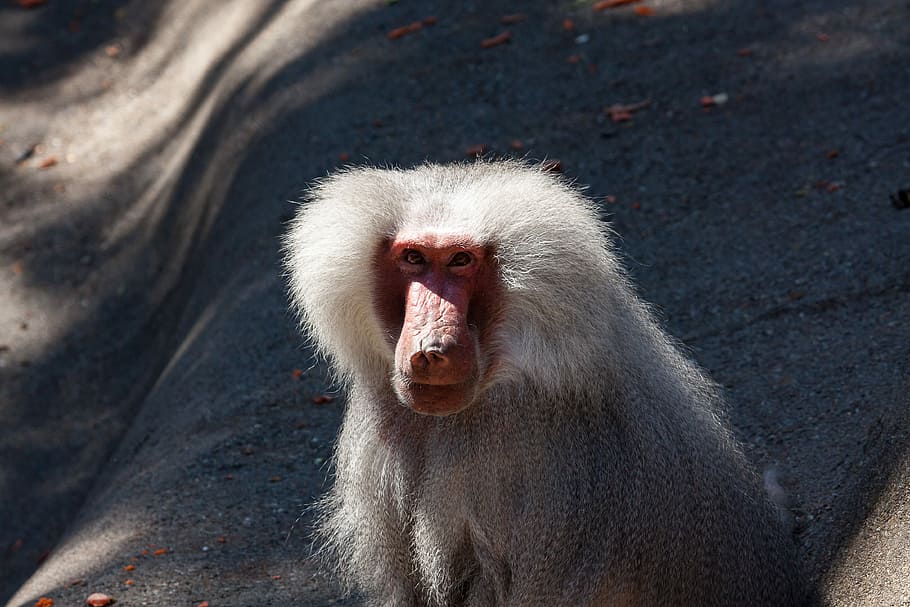 baboon, monkey, animal, primate, hagenbeck zoo, animal wildlife HD wallpaper