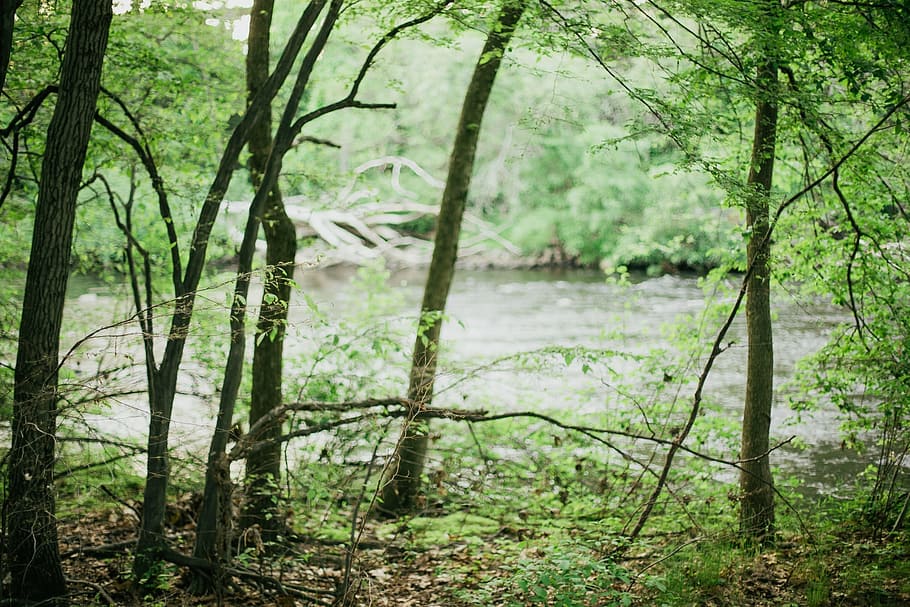 Trees, Forest, Woods, Branches, green, nature, river, water HD wallpaper