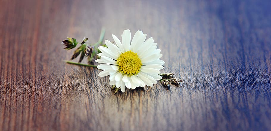 focused photo of white daisy, grass, flower, blossom, bloom HD wallpaper