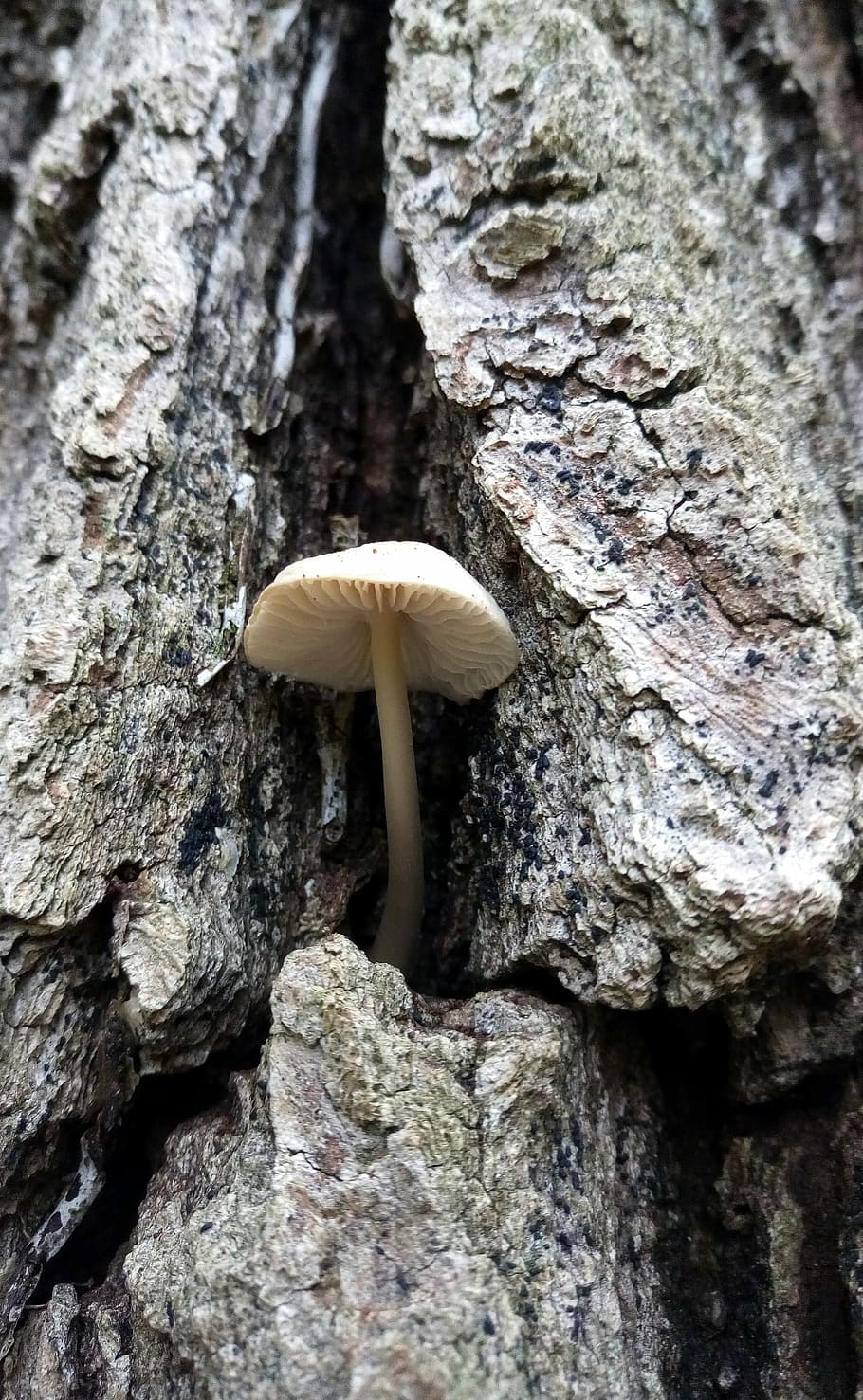 Fall, Fungus, Tree, Forest, Wood, Nature, shelter, hat, tree trunk HD wallpaper