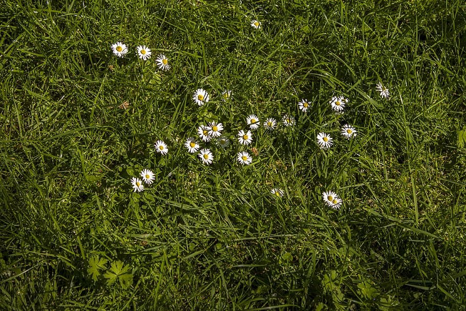 daisy, meadow, rush, space, plant, grass, texture, environment HD wallpaper