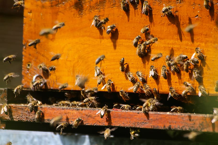 bees on brown wooden hive, foragers, essain, pollinator, honey HD wallpaper