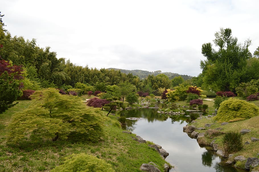 Garden, Tree, Nature, Landscape, green, calm, japanese garden HD wallpaper