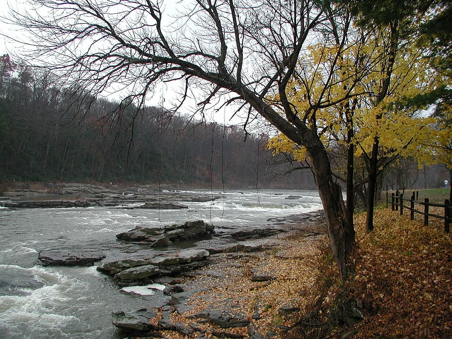 stream, river, nature, tree, water, beauty in nature, tranquility HD wallpaper
