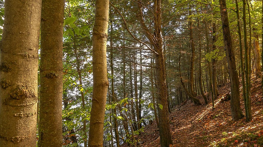 trees, forest, nature, fall, leaf, outdoors, woodland, autumn HD wallpaper