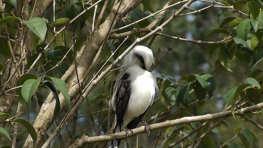 bird, tree, nature, flying, tropical birds, encyclopedia, environment HD wallpaper