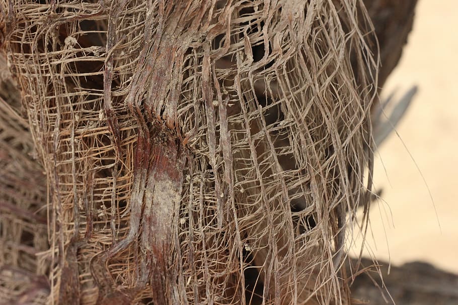 bark, palmer, close-up, focus on foreground, day, nature, no people HD wallpaper