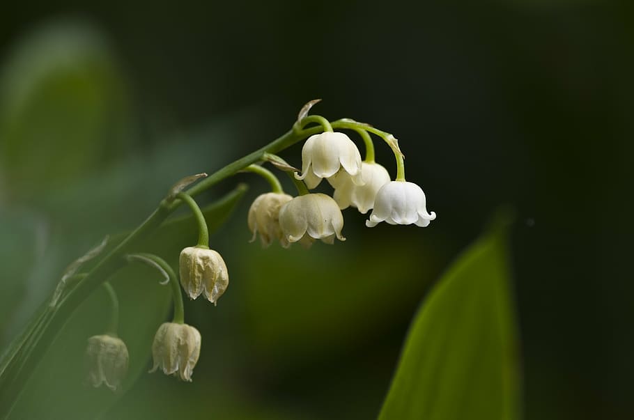 lily of the valley, may, white, blossom, bloom, bell, white green, HD wallpaper
