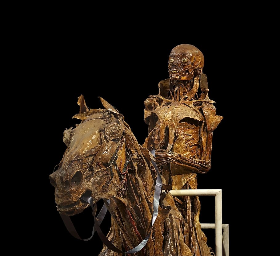 photo of brown skeleton riding horse sculpture, mummification