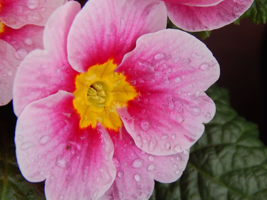 Flower, Pink, Spring, Drops, Dew, nature, plant, close-up, petal HD wallpaper
