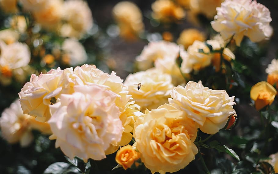 closeup photo of yellow carnation flower, orange flowers in tilt shift lens photography