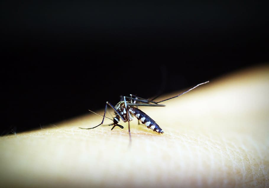 tiger mosquito on human skin, malaria, gnat, bite, insect, blood, HD wallpaper