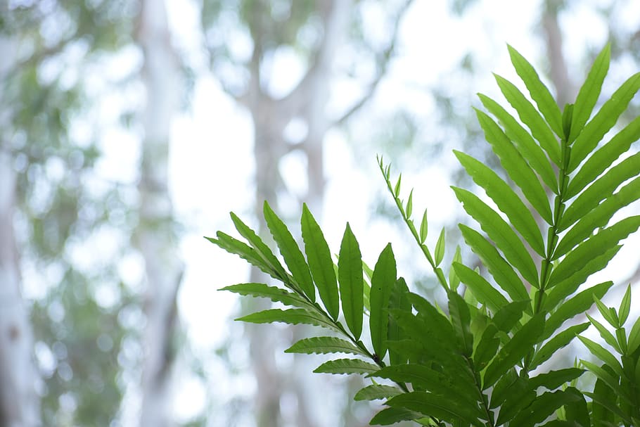leaf, nature, flora, growth, tree, plant part, green color HD wallpaper
