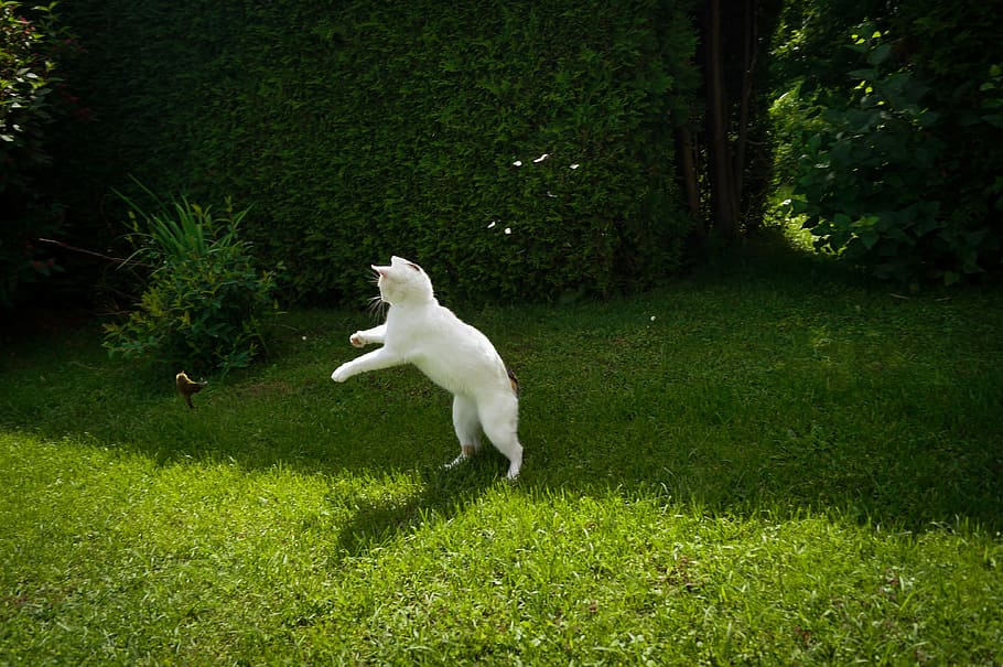 white cat standing on green grass near green bush at daytime HD wallpaper