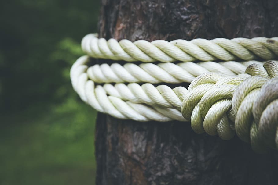 white rope on brown tree closeup photography, white rope coiled up on tree trunk HD wallpaper