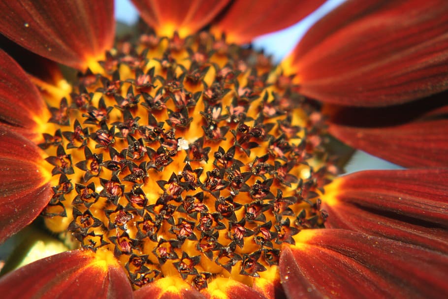 Sun Flower, Macro, Autumn, nature, petal, plant, close-up, single Flower HD wallpaper