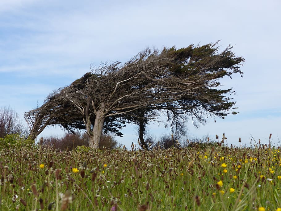 tree, wind, leaning, leaning tree, nature, landscape, sky, blue HD wallpaper