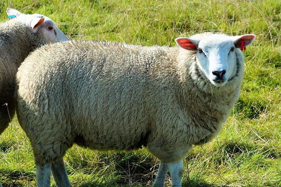 sheep, portrait, close, head, animal, wool, view, face, grasses, HD wallpaper