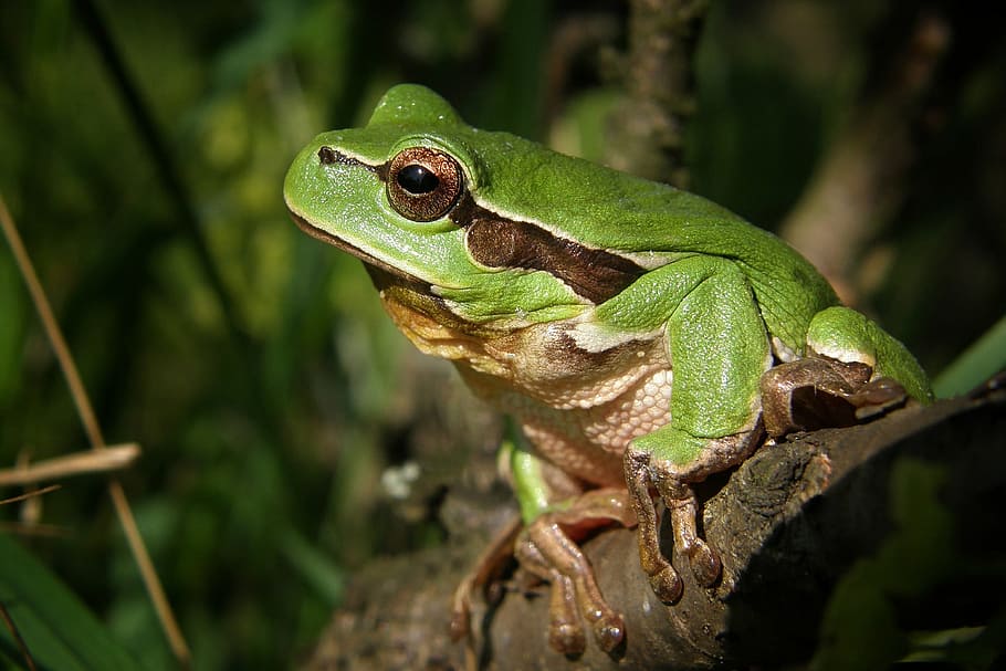 selective focus photography of green and brown frog perched on tree branch HD wallpaper
