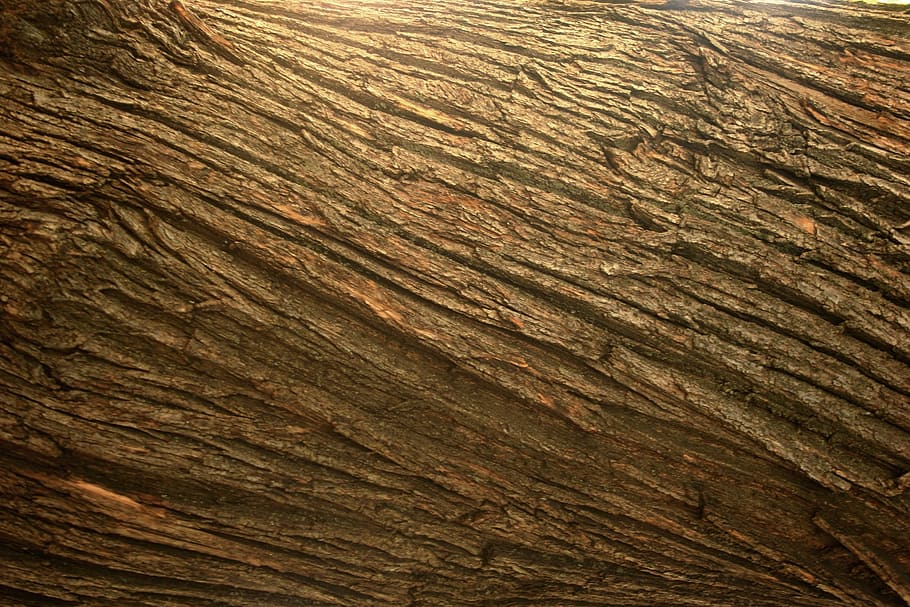 chestnut, bark, tree, organic, agriculture, outdoors, environment HD wallpaper