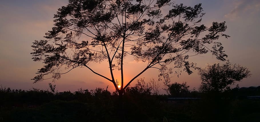 sunset, twilight, tree, plant, beauty in nature, sky, silhouette HD wallpaper
