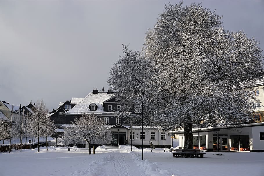 chestnut tree, winter, snow, cold, building exterior, architecture HD wallpaper