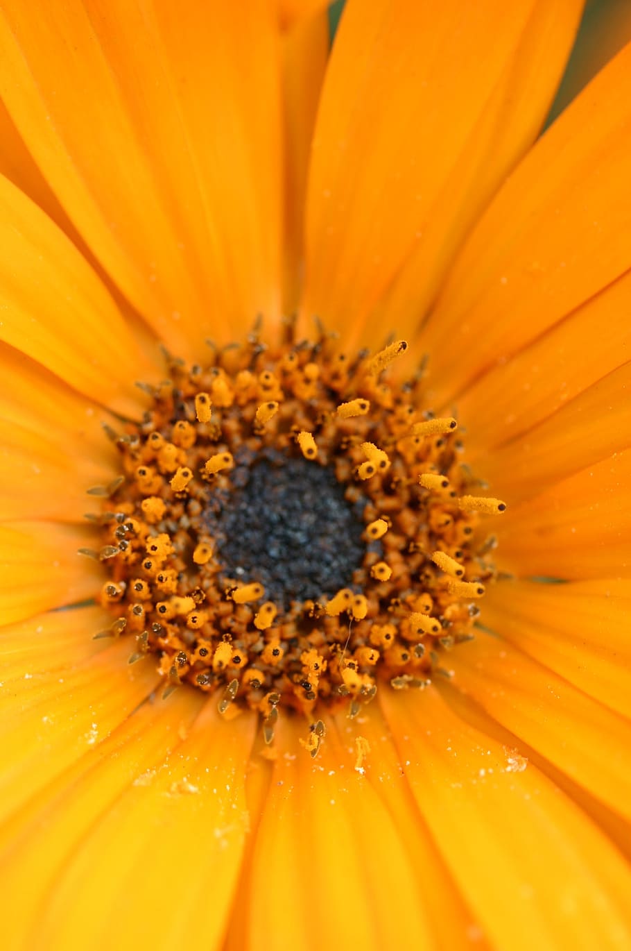 gerber, daisy, flower, spring, floral, blossom, bloom, fresh HD wallpaper