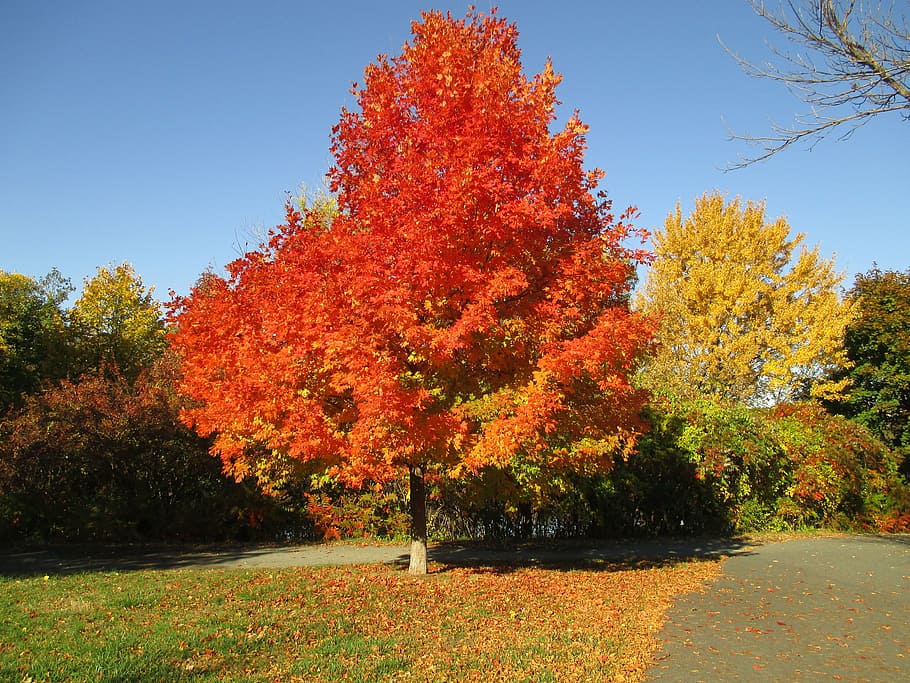fall colors, autumn, fall background, yellow, tree, foliage HD wallpaper