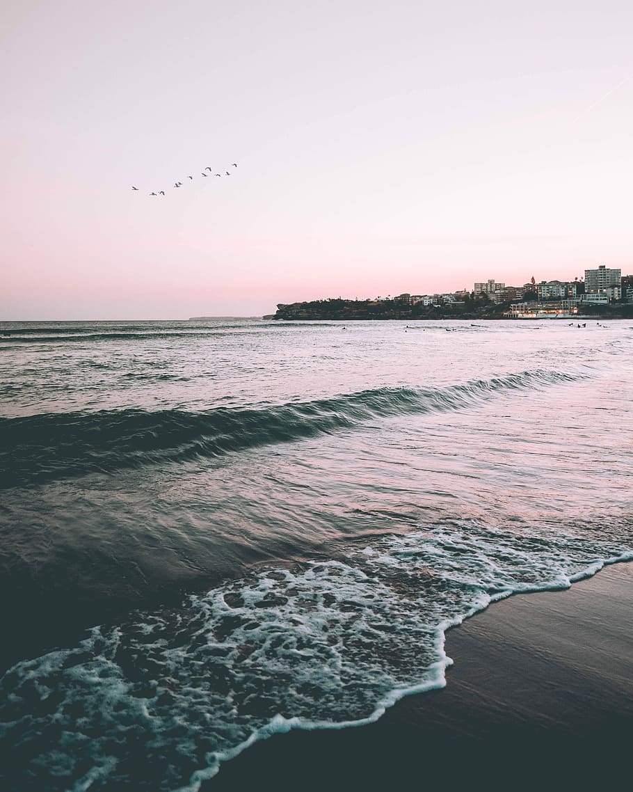 birds flying over seashore, flying birds near ocean, waves, beach HD wallpaper