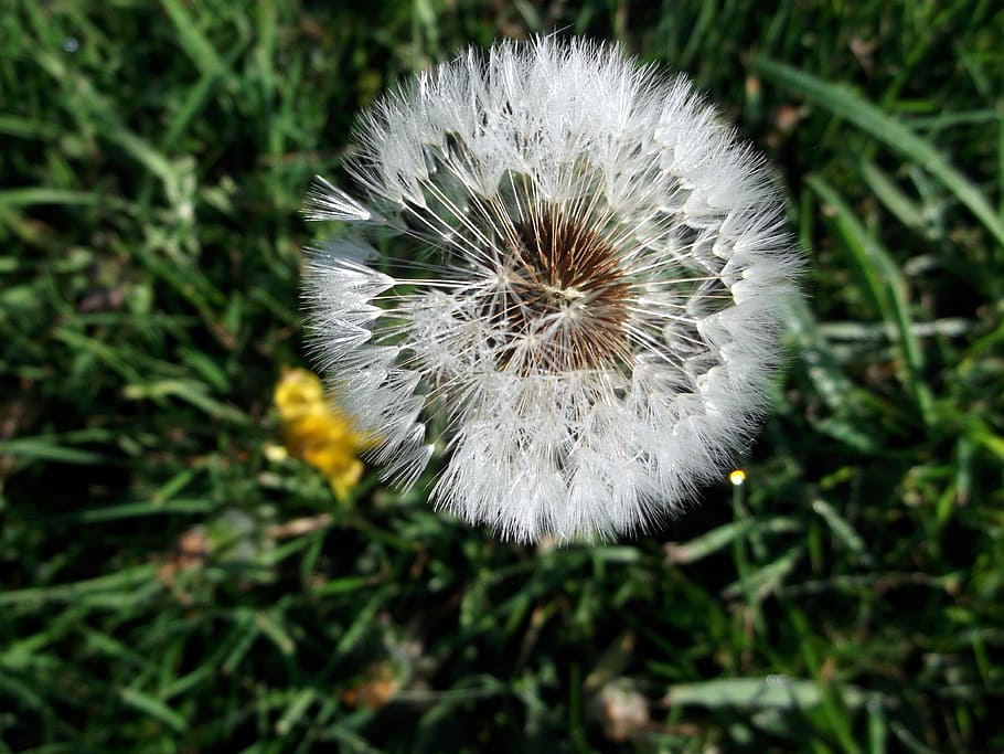 Dandelion, Composites, flower, nature, fragility, growth, plant HD wallpaper