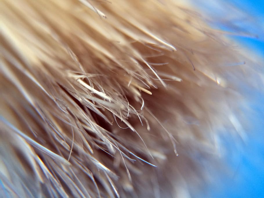 painting, painter, close-up, feather, selective focus, no people HD wallpaper