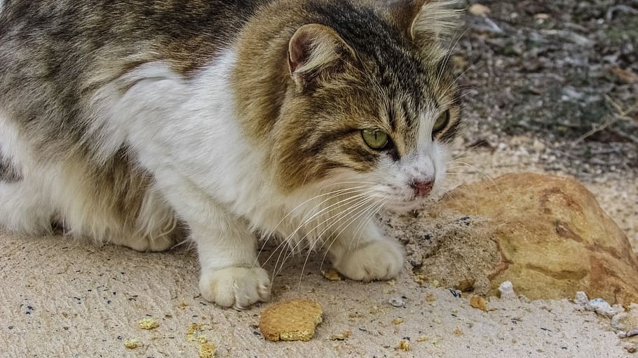 Cat, Stray, Hungry, Eating, Eyes, Animal, homeless, beauty HD wallpaper