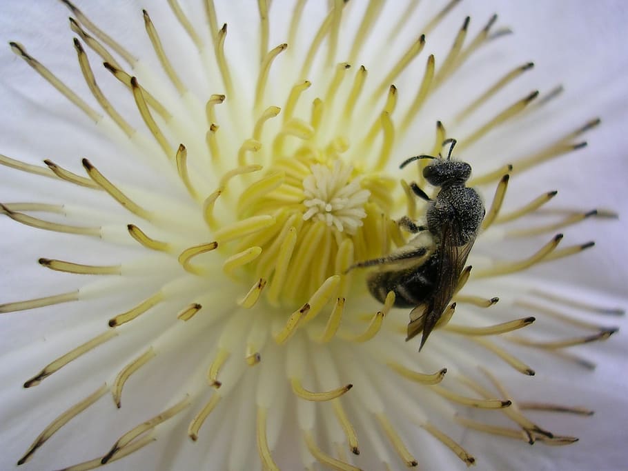flower, bee, pollen, flowering plant, fragility, beauty in nature HD wallpaper