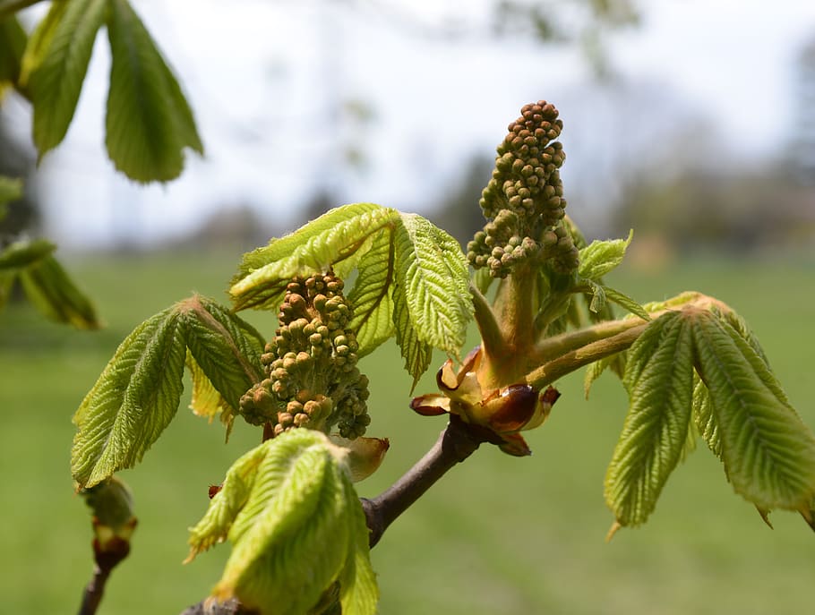 chestnut, tree, leaves, spring, nature, growth, plant, green color HD wallpaper